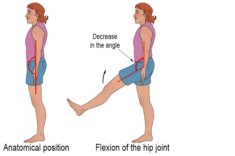 Hip flexion occurs when you lift your leg from the anatomical position up and out in front of you